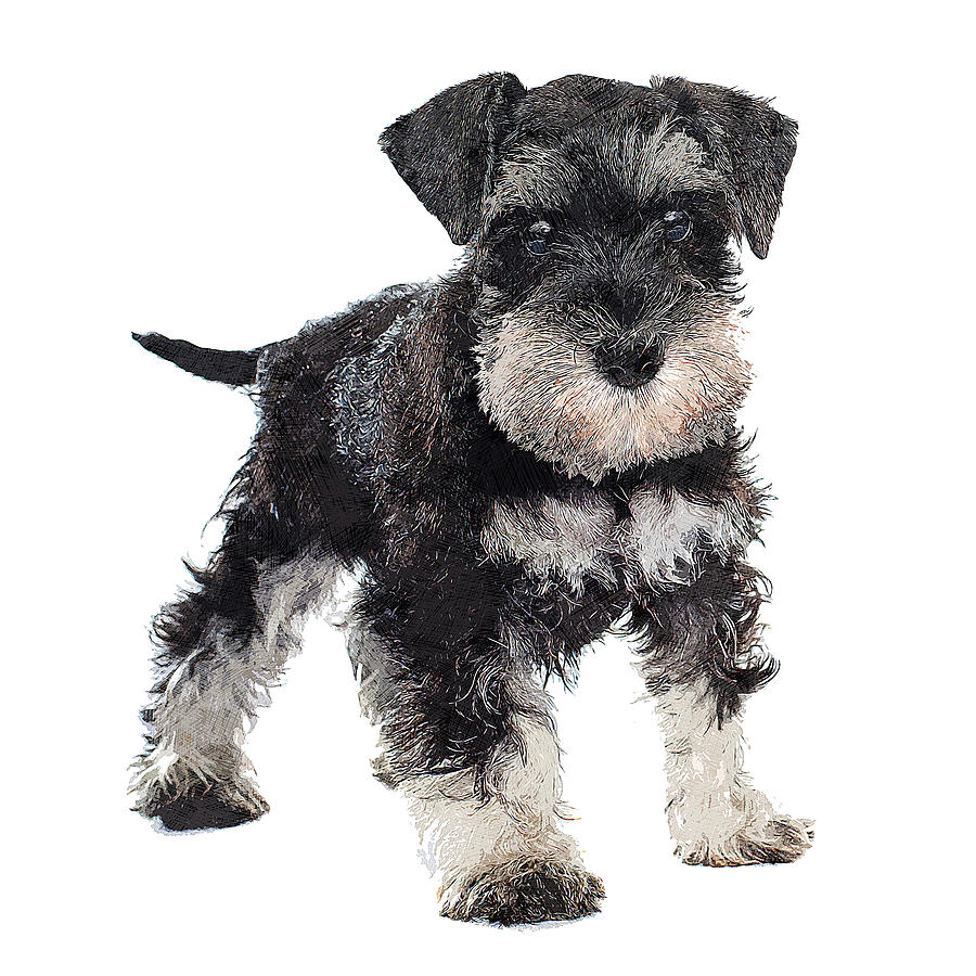 Too Cute Puppy Miniature Schnauzer Dog #1 Painting by Custom Pet Portrait Art Studio