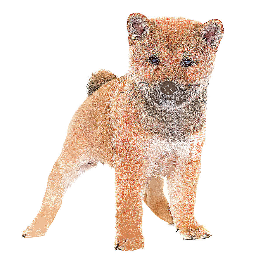 Too Cute Puppy Shiba Inu Dog Painting by Custom Pet Portrait Art Studio