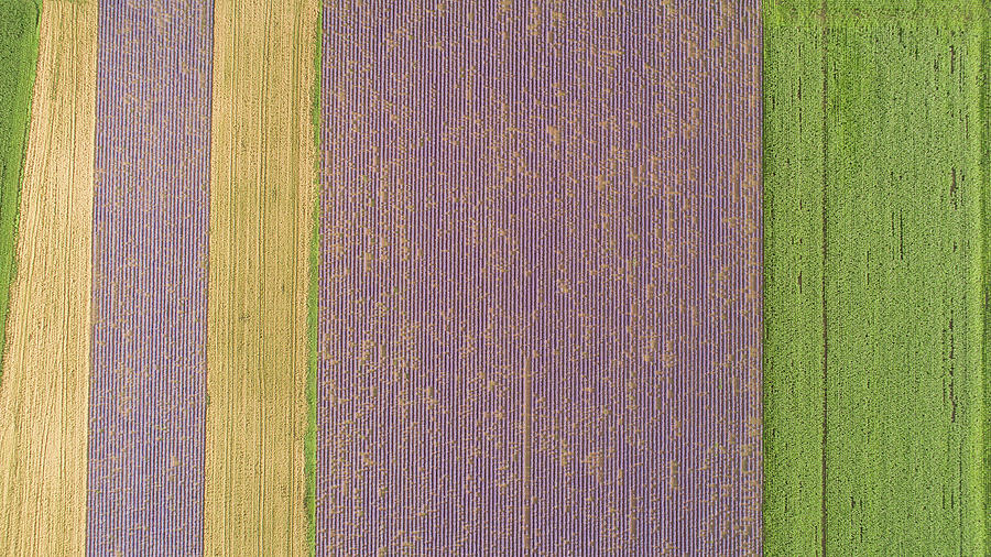 Top Down View Of Fields With Various Types Of Agriculture. Beautiful Lavender Fields. Photograph
