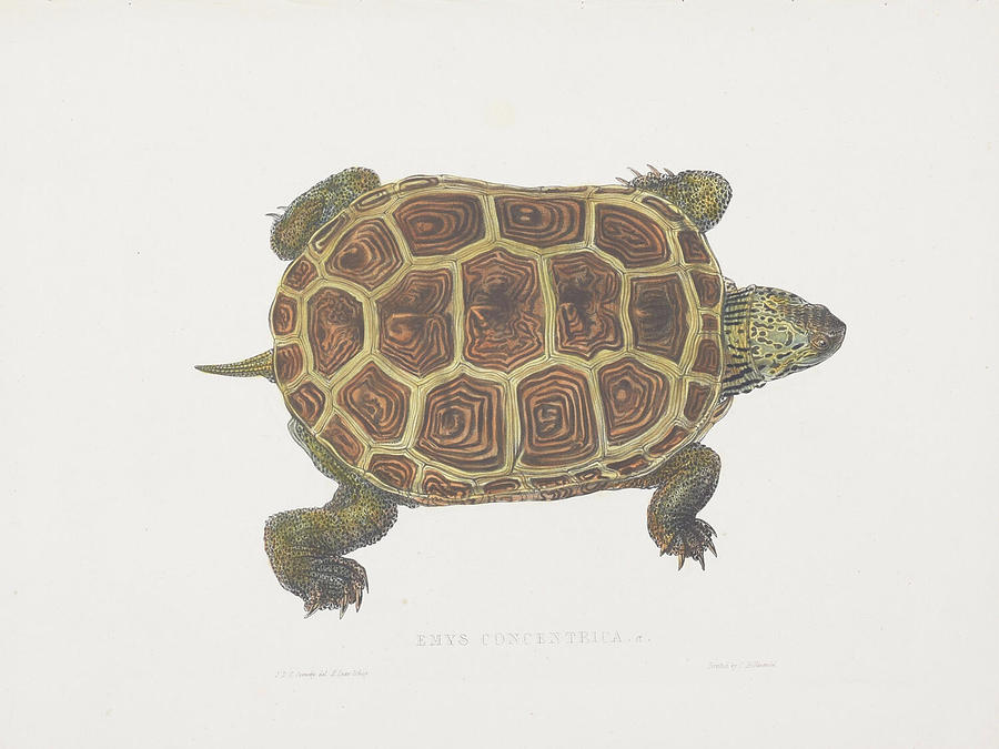 Tortoise 1872 #1 Digital Art by Kim Kent