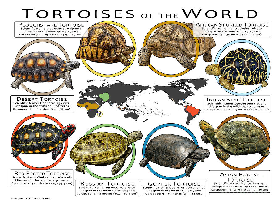 Tortoises of the World #1 Photograph by Roger Hall