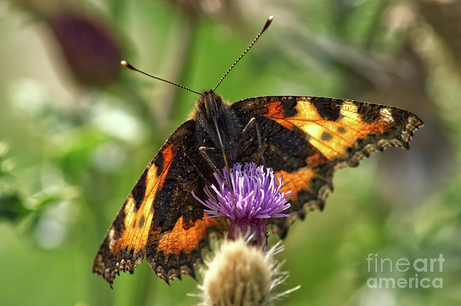 Tortoiseshell Butterfly, taken at  Dove Stone Reservoir #1 Photograph by Pics By Tony