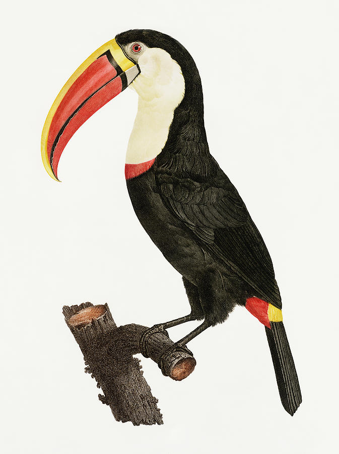 Jacques Barraband Drawing - Toucan by Jacques Barraband  by Jacques Barraband