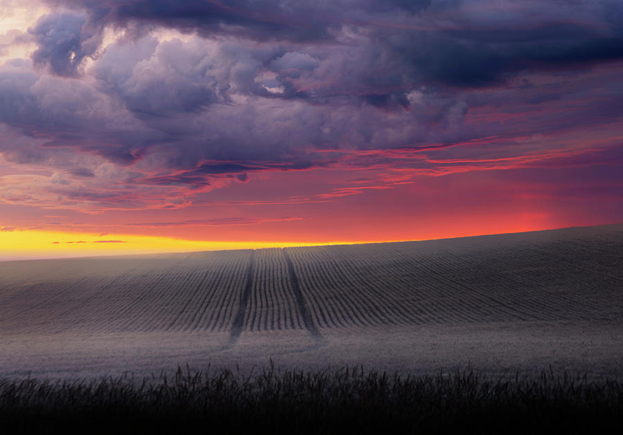 Tracks in the Wheat #1 Photograph by Dan Jurak