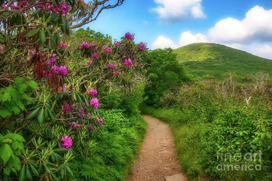 Trail at Craggy Gardens Photograph by Shelia Hunt
