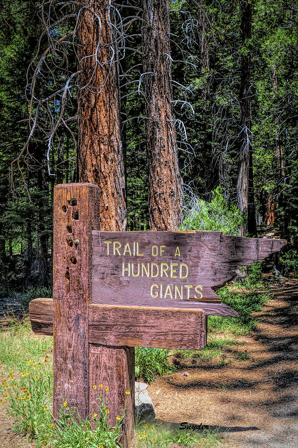 Trail of a Hundred Giants #1 Photograph by Floyd Snyder