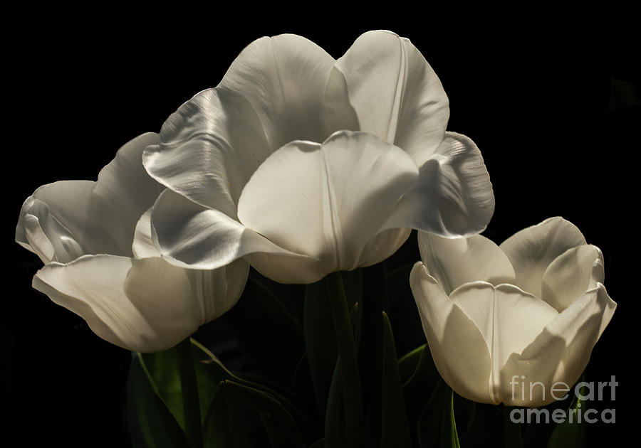 Tulip Photograph - Translucent #1 by Doug Norkum