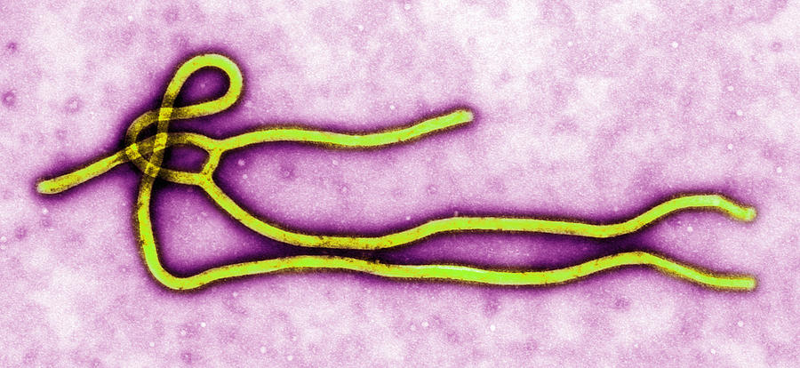 Transmission electron micrograph (TEM) of an Ebola virus virion #1 Photograph by Callista Images