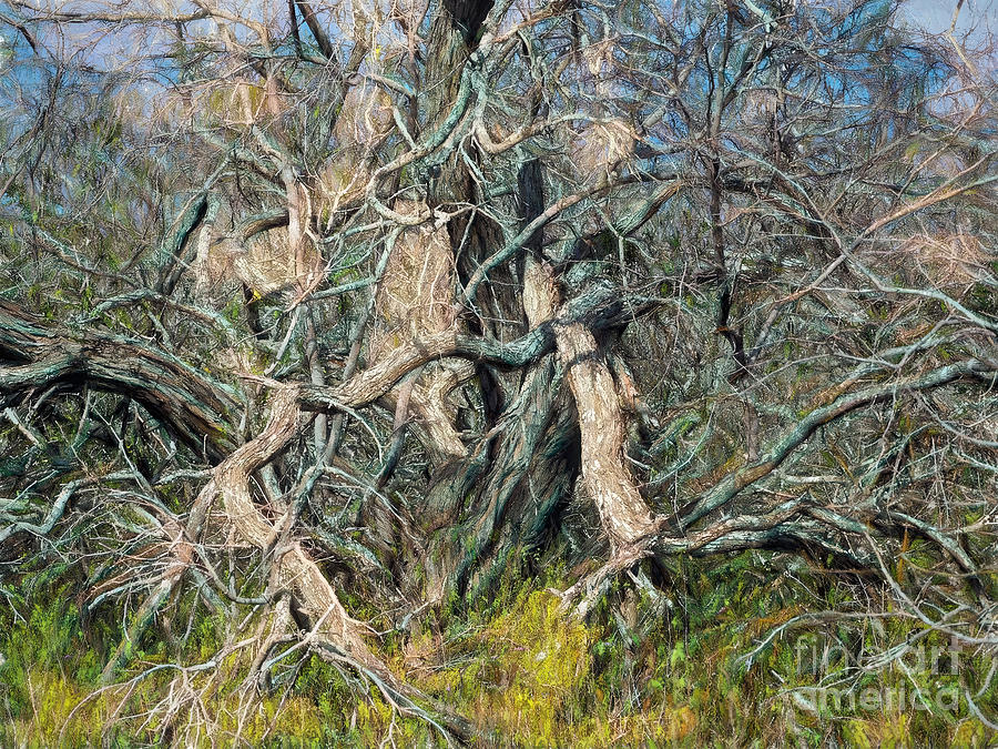 Tree Photograph - Tree Art #1 by Gary Richards