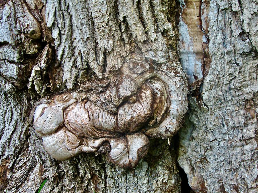 Tree bark #1 Photograph by Stephanie Moore