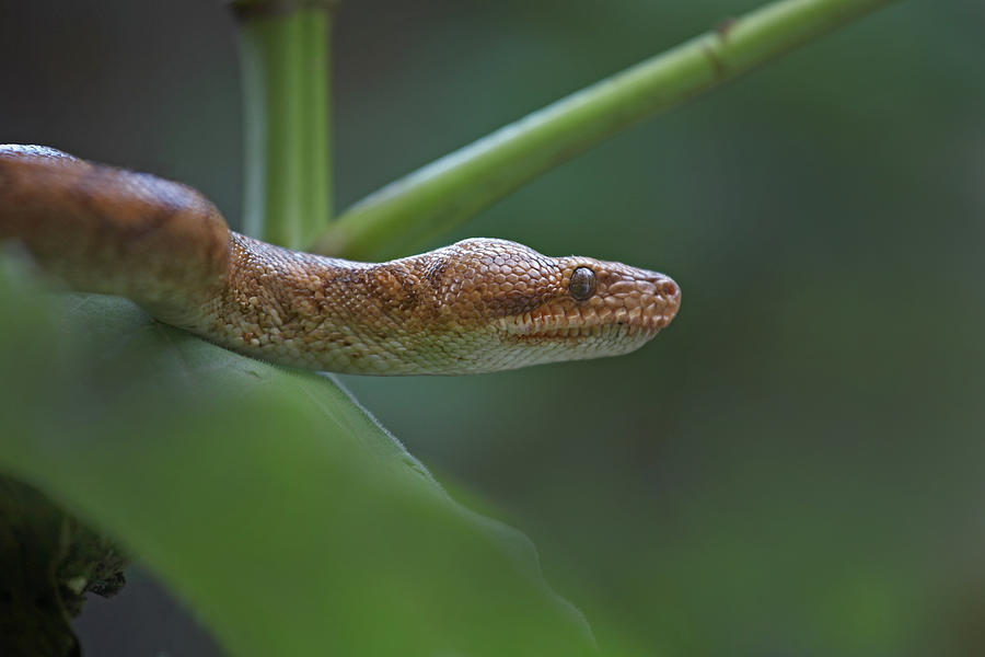 Tree boa snake Photograph by Tim Fitzharris - Fine Art America