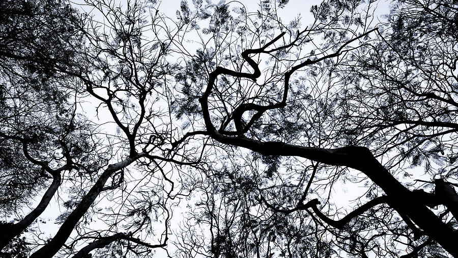 Tree Branches Silhouette Photograph By Arj Munoz