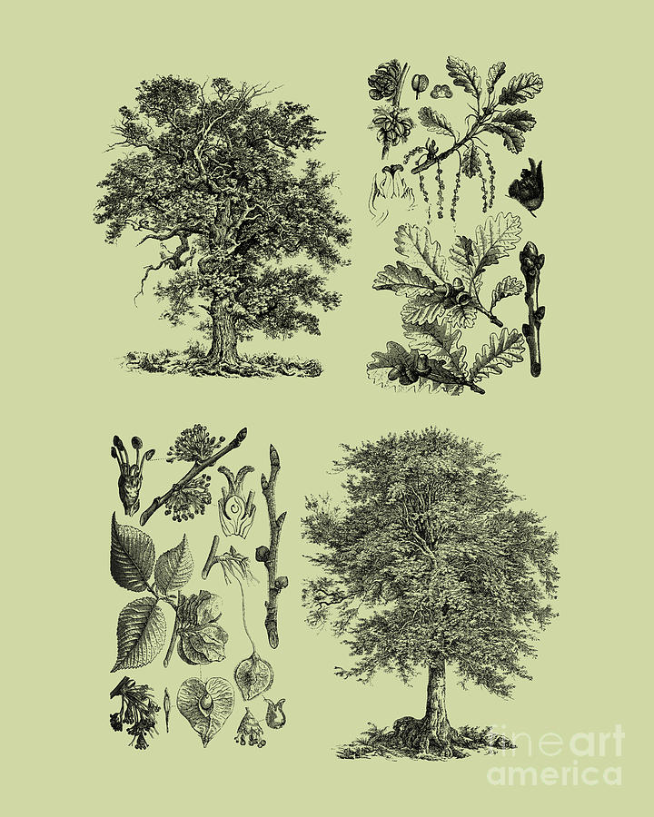 Tree Digital Art - Tree Chart #1 by Madame Memento