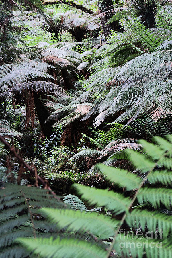 Tree Ferns at Great Otway Forest #1 Photograph by Cassandra Buckley
