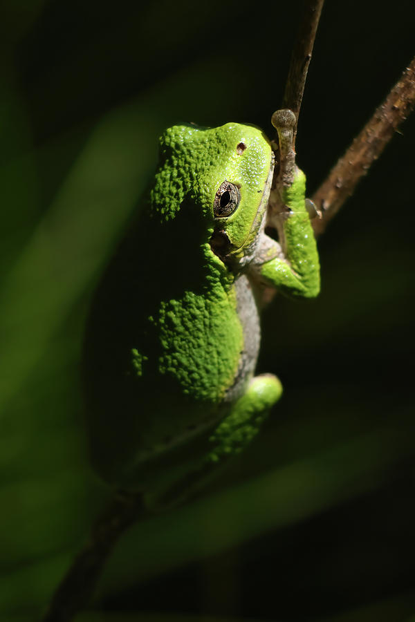Tree Frog #1 Photograph by Brook Burling