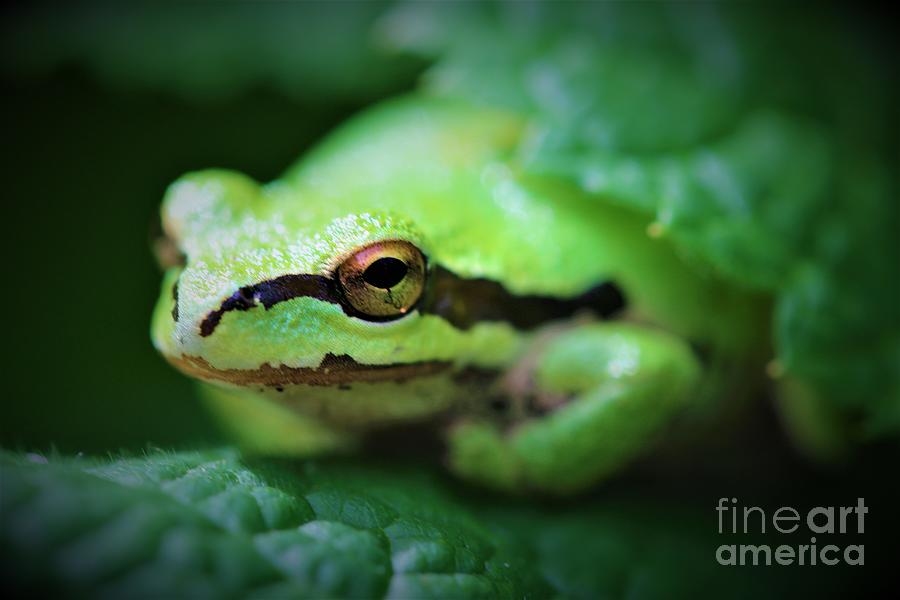 Tree Frog Close Up #3 Photograph by Nick Gustafson