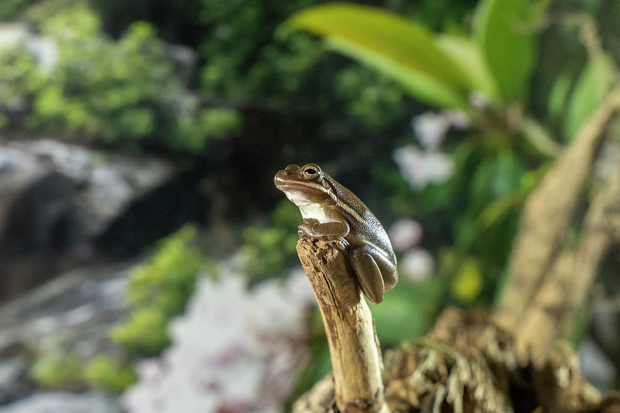 Tree frog in nature Photograph by Dan Friend Tree frog in nature Photograph by Dan Friend