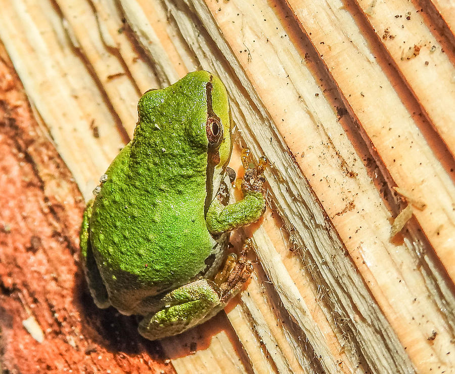 Tree Frog #1 Photograph by Will LaVigne