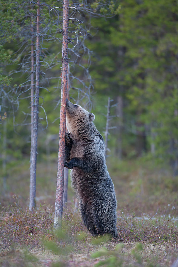 Tree hugger Photograph by Kevin Sawford | Fine Art America