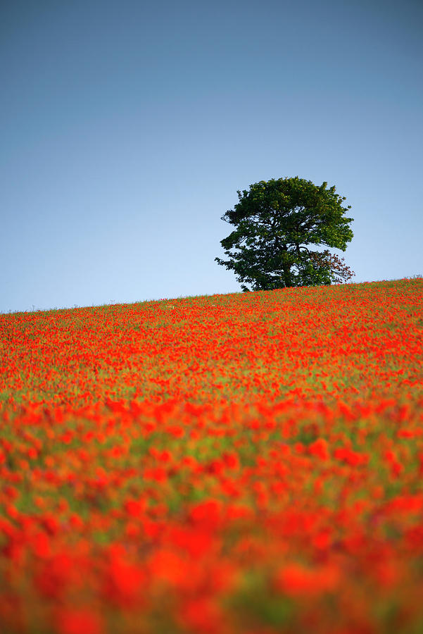 Poppy Photograph - Tree in a Poppy Field #1 by Alan Copson