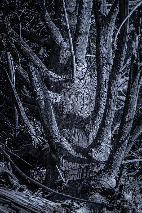 Tree in Abstract #1 Photograph by Linda Unger
