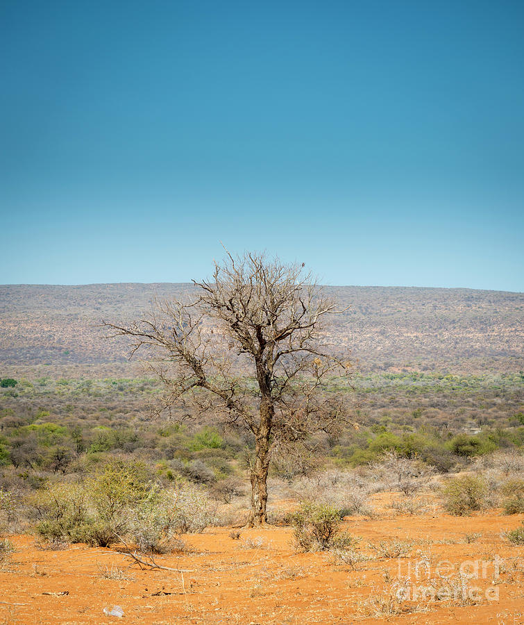 Tree in Africa #1 Photograph by THP Creative