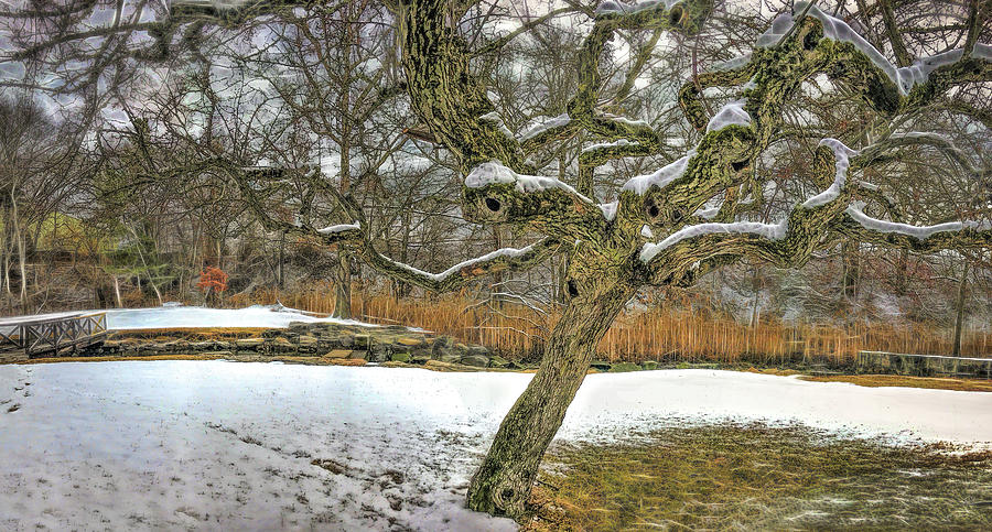 Tree in the marsh #1 Photograph by Cordia Murphy