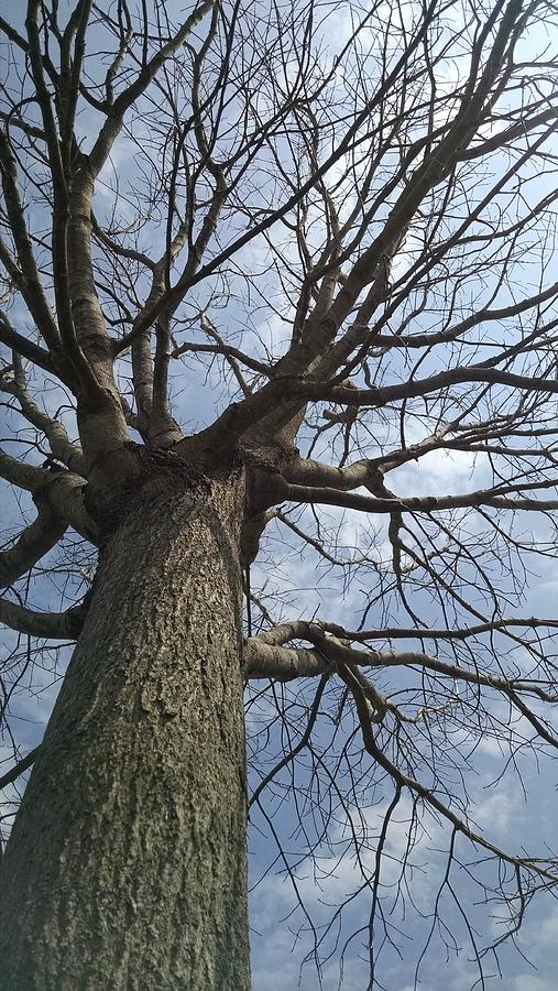 Tree King #1 Photograph by Cindy Chapman - Fine Art America