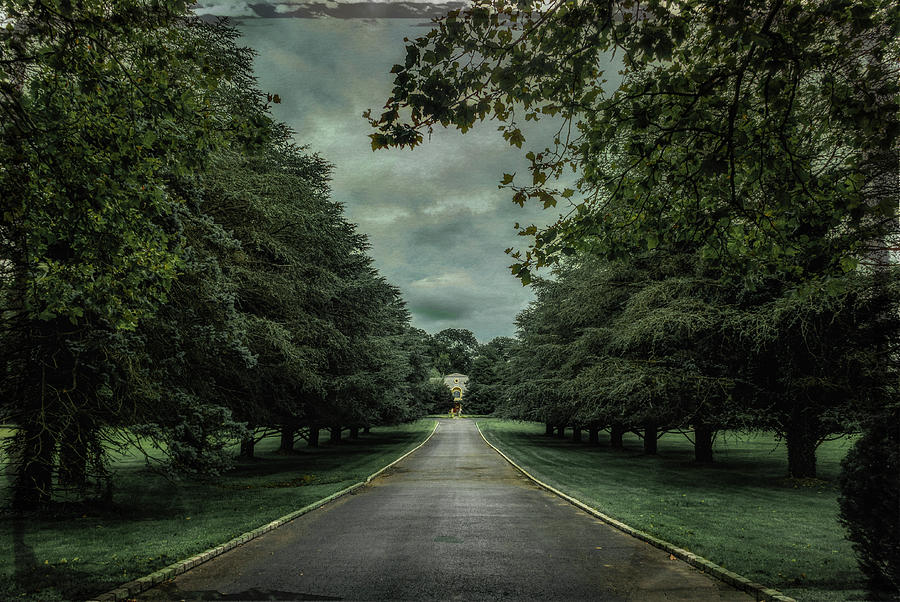 Tree lined drive #1 Photograph by Roni Chastain