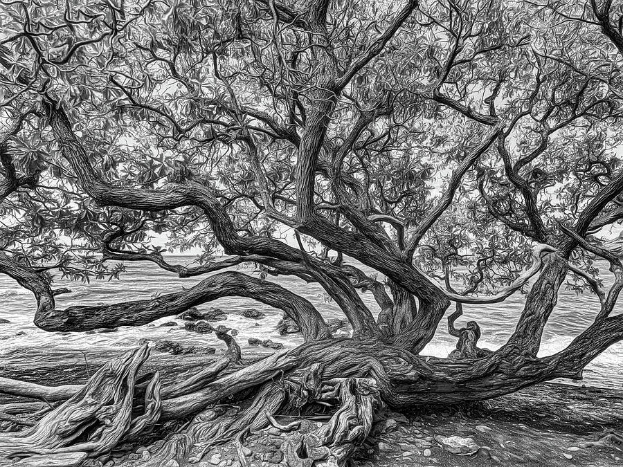 Tree of Life #2 Photograph by Kevin Lane