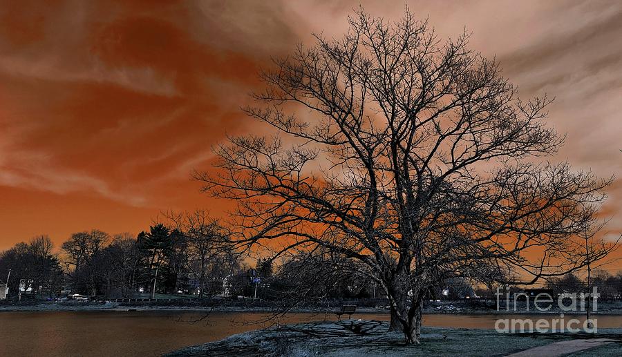 Tree of Life #1 Photograph by Marcia Lee Jones