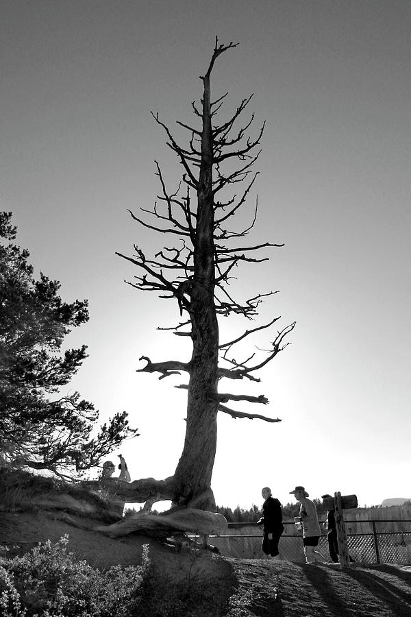 Tree Silhouette #1 Photograph by Mike McGlothlen