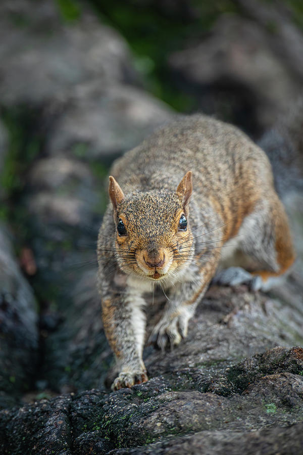 Tree Squirrel #2 Photograph by Rachel Morrison