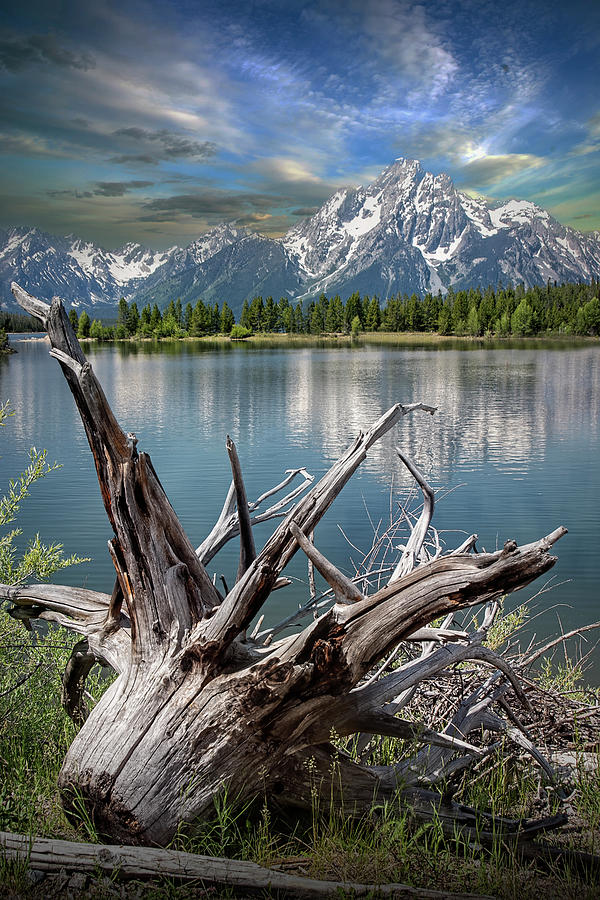 Tree Stump on the Northern Shore of Jackson Lake #1 Photograph by Randall Nyhof