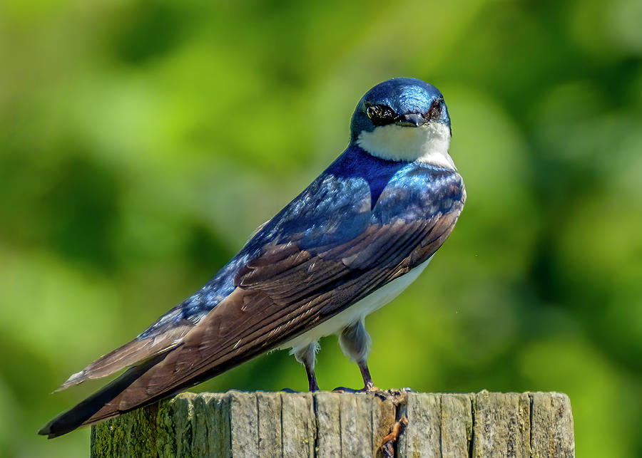 Tree Swallow #1 Photograph by Bill Ray