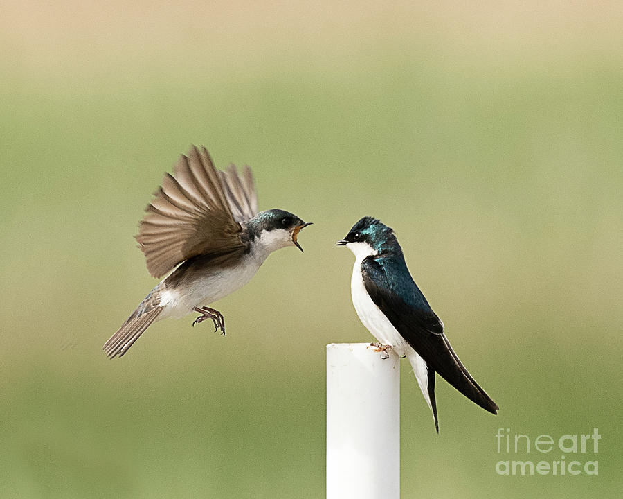 Tree Swallow #1 Photograph by Dennis Hammer