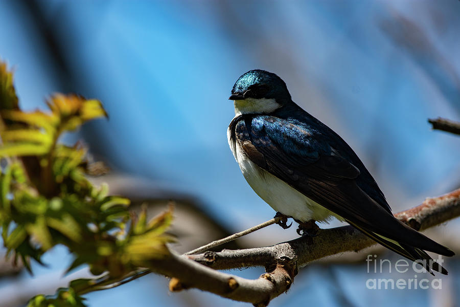 Tree Swallow #1 Photograph by JT Lewis
