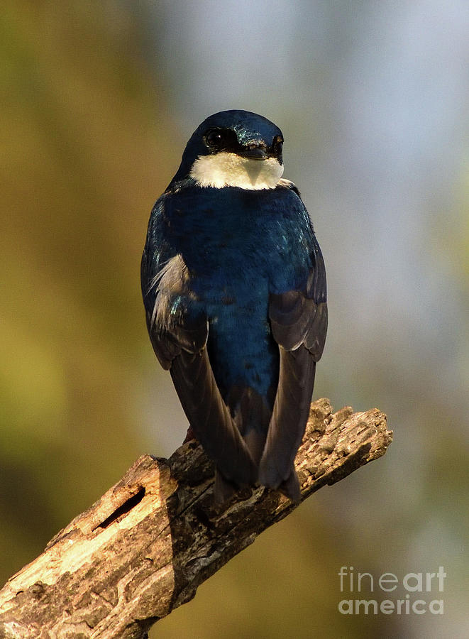Tree Swallow Looking Back Photograph