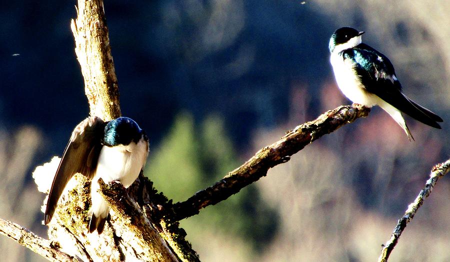Spring Swallows Photograph by Joshua Bales