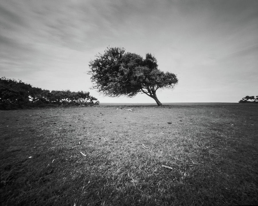 A lone Tree Photograph by Will Gudgeon