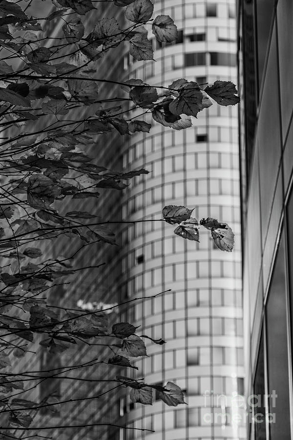 Tree with yellow leaves and a building behind. Black and white #1 Photograph by Vicente Sargues