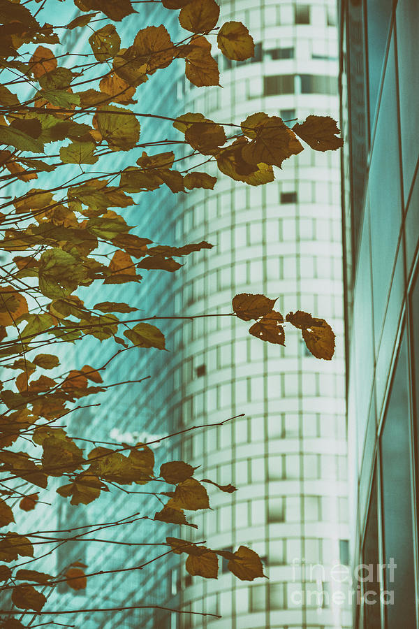 Tree with yellow leaves and a building behind. Color 2 #1 Photograph by Vicente Sargues