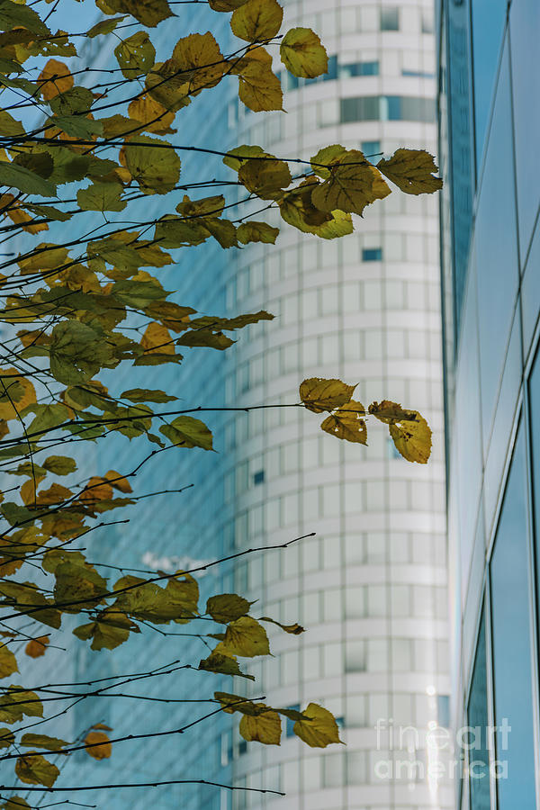 Tree with yellow leaves and a building behind. Colour #1 Photograph by Vicente Sargues