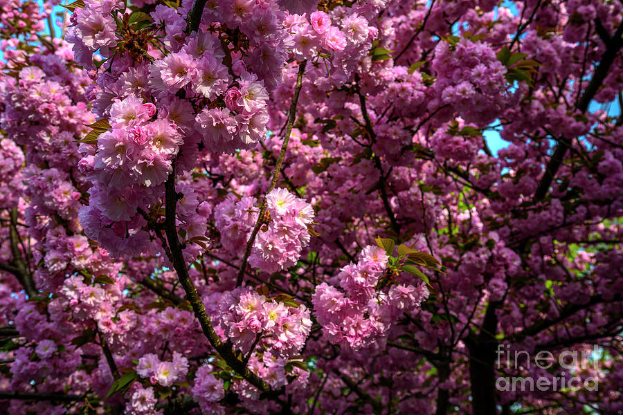 Trees Blossom #1 Photograph by Stef Ko