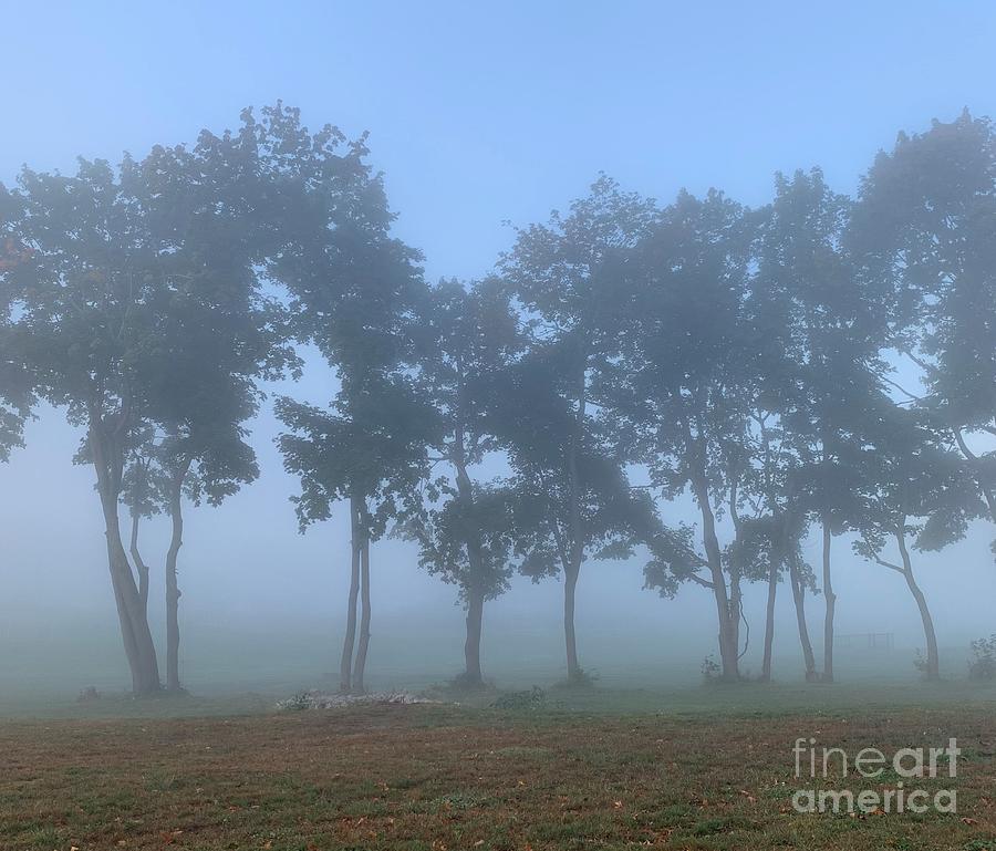Trees In Fog Photograph