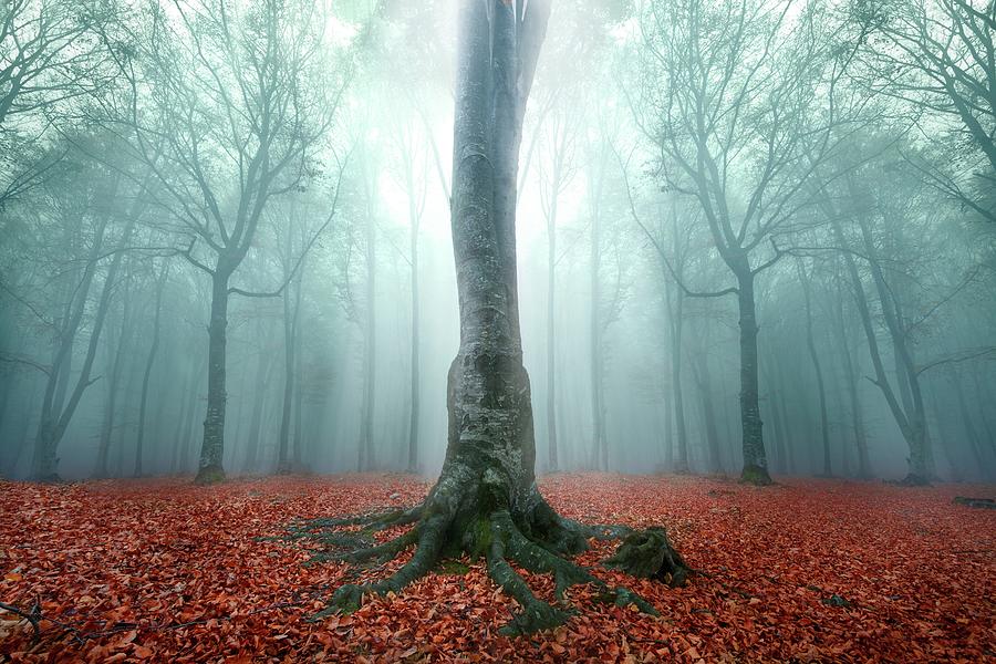 Trees in light in foggy forest #1 Photograph by Toma Bonciu