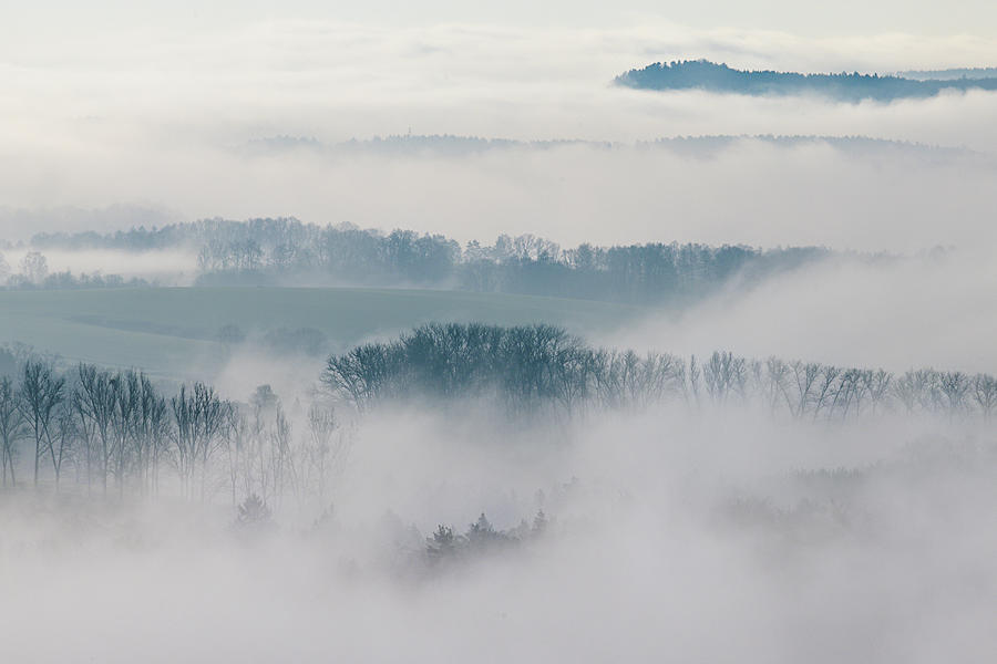 Trees in morning fog #1 Photograph by Joana Kruse