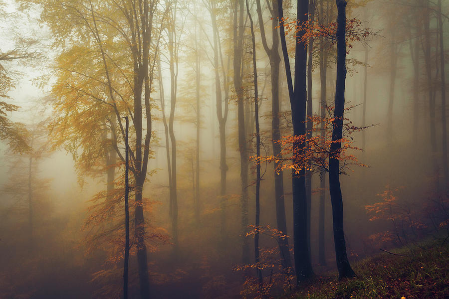 Trees in the Mist Photograph by Evgeni Dinev