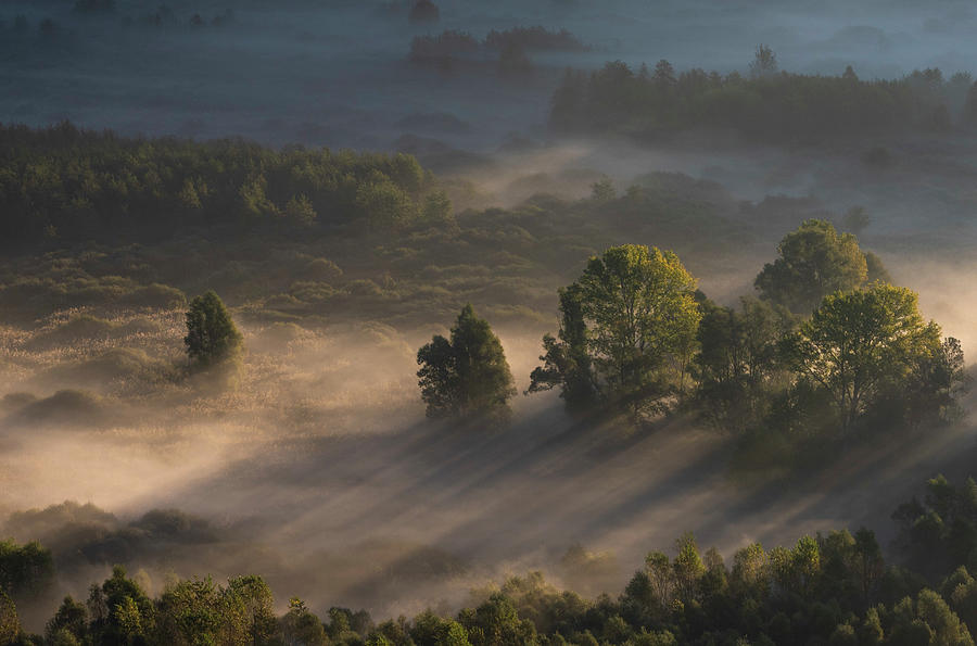 Trees in the morning mist #1 Photograph by Pietro Ebner