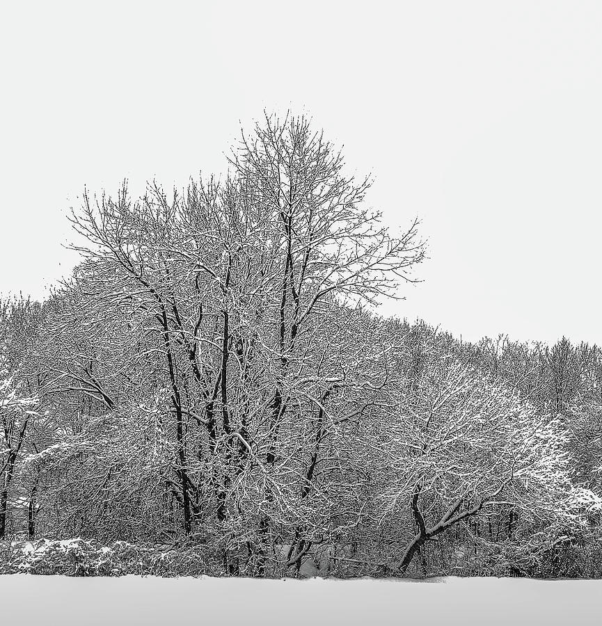 Trees in Winters Snow #1 Photograph by Alan Goldberg